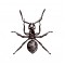 Ant Necklace