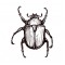 Insect Necklace