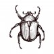 Insect Necklace